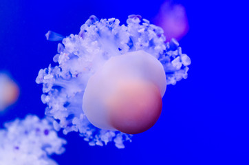 Group of light blue jellyfish.