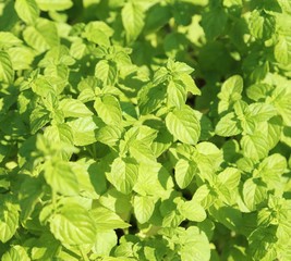 Fototapeta na wymiar background of Green Mint leaves