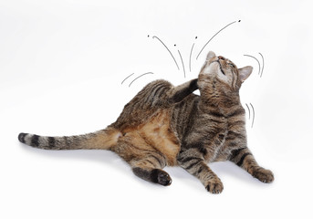 Obraz premium kot drapie pchły