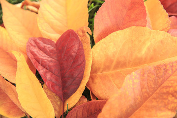 Heart shaped leaf among colorful fall leaves