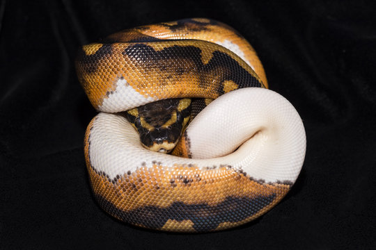 Piedbald Ball Python
