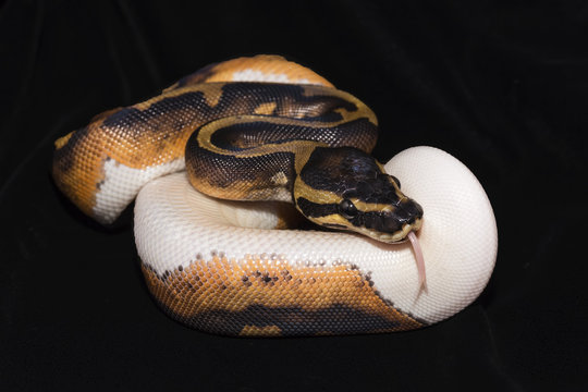 Piedbald Ball Python
