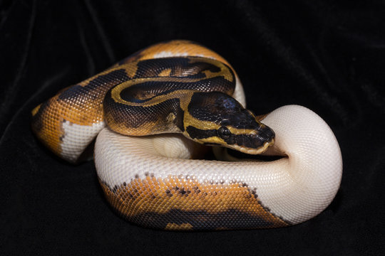 Piedbald Ball Python