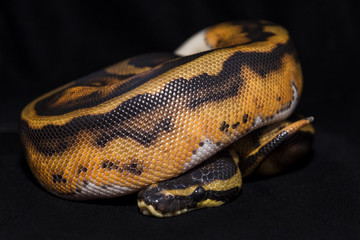Piedbald Ball Python