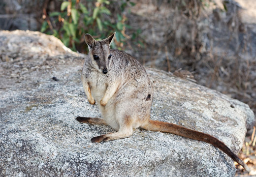 rock wallaby on the rocks