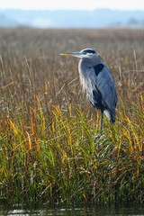 Masonboro Heron