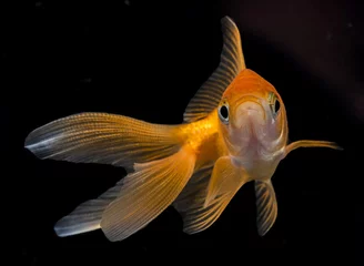Fotobehang Carassius auratus auratus  - gold fish -  aquarium fish on black background © Vera Kuttelvaserova