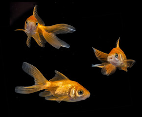 Obraz premium Carassius auratus auratus - gold fish - aquarium fish on black background