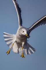 Ring-billed Gull
