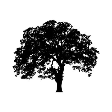 Beautiful vector tree illustration silhouette icon for websites