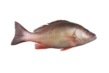 Fresh red Snapper fish or Lutjanus campechanusfish isolated on a