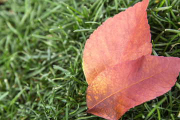 Colorful leaves on the grass