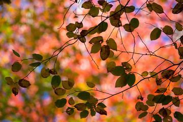 Fototapeta premium Fall silhouette
