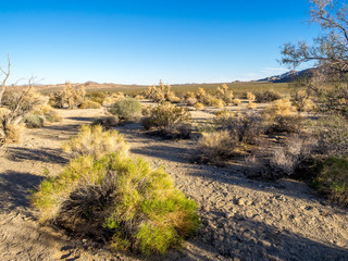 Landscape in Joshua Tree National Park, California, USA, where the Mojave and Colorado desert ecosystems meet.