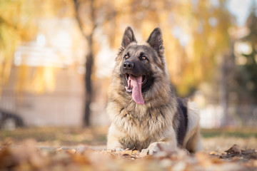 Obedience training with German shepherd dog