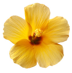 Yellow Hibiscus Flower on White Background