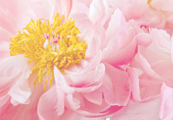 Light Pink Yellow Peony Flower Peonies High Key Floral