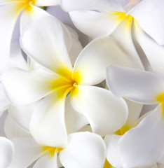 White Plumeria Tropical Frangipani Flowers
