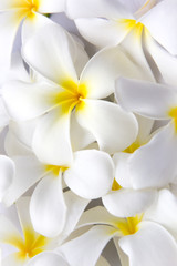 Fototapeta na wymiar White Plumeria Tropical Frangipani Flowers