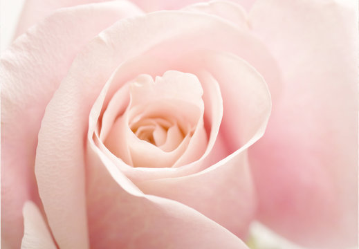 Light Pink Rose Flower High Key Floral