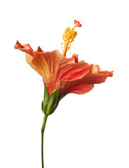 Orange Yellow Hibiscus Tropical Flower Isolated on White Backgro