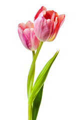 Tulips Salmon Pink Red Orange Tulip Flowers Isolated