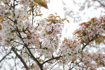 white sakura flower or cherry blossoms.
