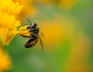 Garden poster Bee Honey Bee