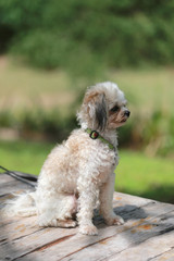 Poodle dog sitting.