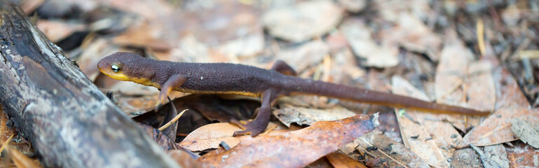 Rough-skinned Newt (Taricha granulosa)