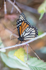 Monarch butterfly holding on to a stem with closed wings