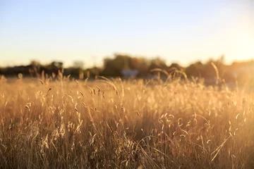 Foto op Plexiglas Foxtail grass field in the morning sun © yobab