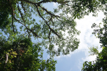 Looking up to the tree top in tropical forest