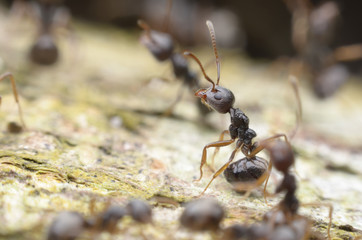 ant