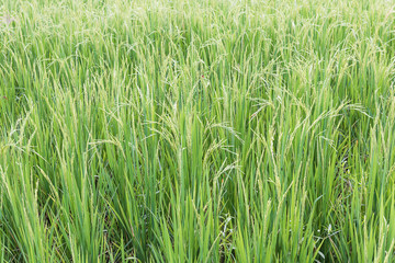 Close up paddy field