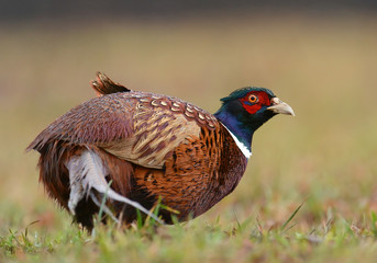 Ringneck Pheasant (Phasianus colchicus)