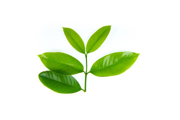 Obraz premium Green leaves on white background
