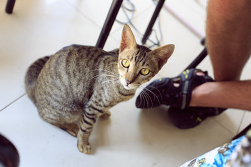 Cat from Koh Samui island.