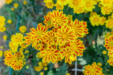 yellow flowers