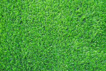 Fototapeta premium artificial Turf