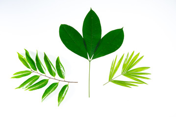 Green leaves on white background