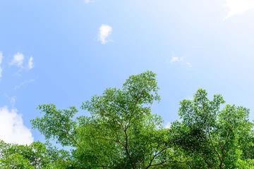 Beautiful trees on sky background