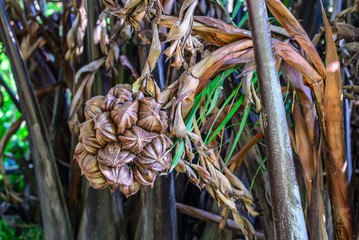 Mangrove palm fruits on bunch.