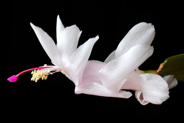 Christmas Cactus flower (Schlumbergera species) isolated on black