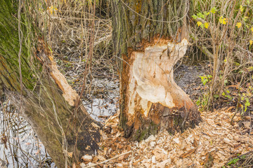 Willow bitten by Eurasian beaver (European beaver, Castor fiber)