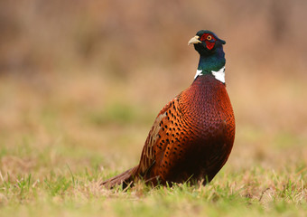 Ringneck Pheasant (Phasianus colchicus)