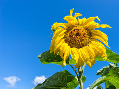 Beautiful blossoming sunflower on blue sky background. 
