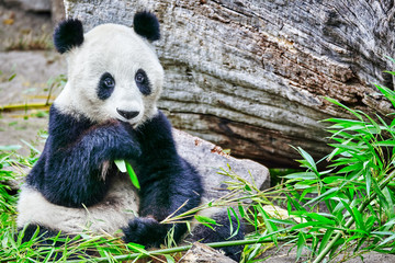 Obraz premium Cute bear panda actively chew a green bamboo sprout.