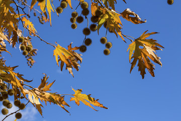 Sararmış Yapraklar