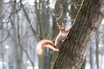 Badezimmer Foto Rückwand red squirrel in wintertime © Mr Twister